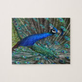 Farbige männliche Pfau Puzzle (Horizontal)