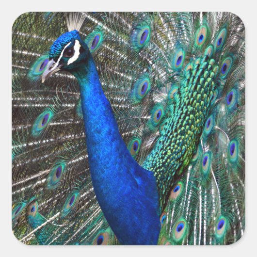 Farbige männliche Pfau Quadratischer Aufkleber (Vorderseite)