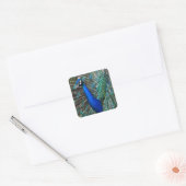 Farbige männliche Pfau Quadratischer Aufkleber (Umschlag)
