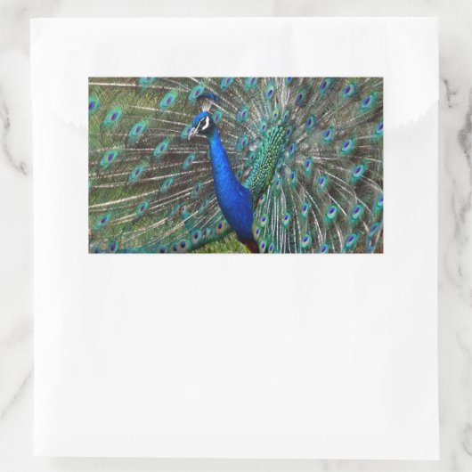 Farbige männliche Pfau Rechteckiger Aufkleber (Tasche)