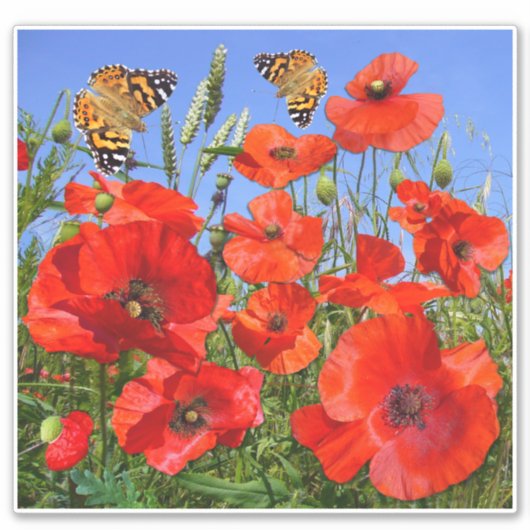 Farbige Mohnfeldklemme Aufkleber (Vorderseite)