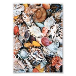 Farbige Muscheln Fotodruck