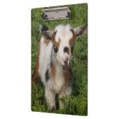 Farbige nigerianische Zwergziege mit blauen Augen Klemmbrett (Links)