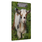 Farbige nigerianische Zwergziege mit blauen Augen Klemmbrett (Rechts)