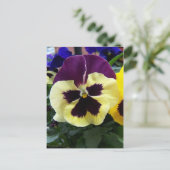 Farbige Pansy Postkarte (Stehend Vorderseite)