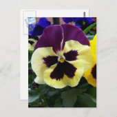 Farbige Pansy Postkarte (Vorne/Hinten)