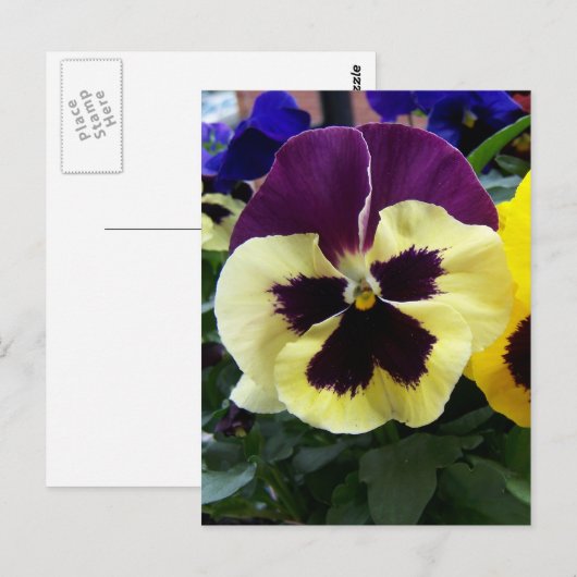 Farbige Pansy Postkarte (Vorne/Hinten)