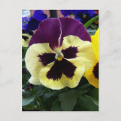 Farbige Pansy Postkarte (Vorderseite)