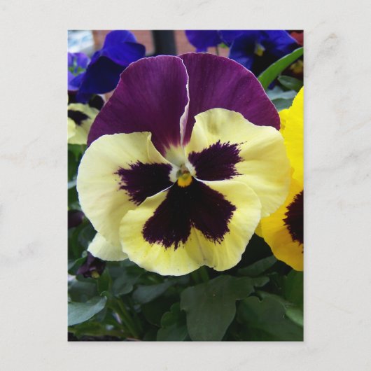 Farbige Pansy Postkarte (Vorderseite)