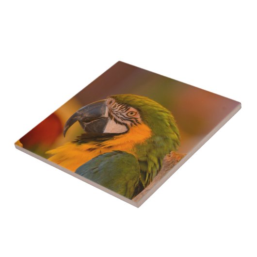 Farbige Papageienteile Fliese (Seite)