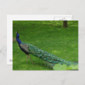 Farbige Pfauenkarte Postkarte (Vorne/Hinten)