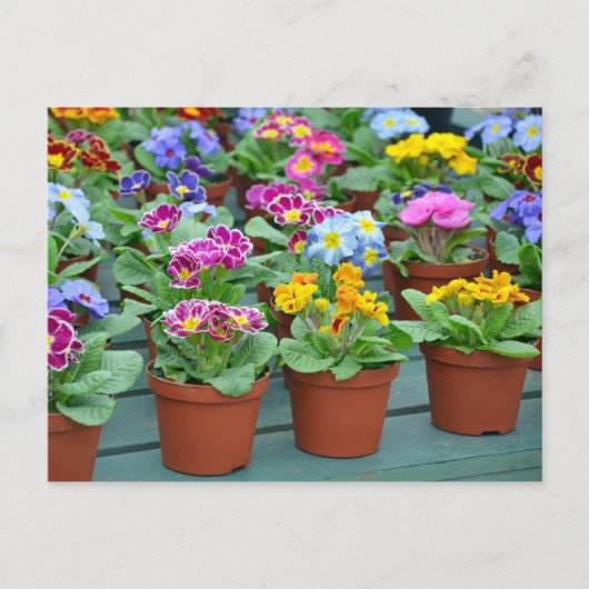 Farbige Primaten drucken Postkarte (Vorderseite)