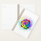 Farbige Regenbogenrose Planer (Anzeige)