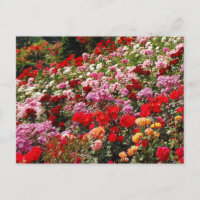 Farbige Rose Gartenaufdruck Postkarte