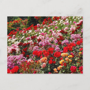 Farbige Rose Gartenaufdruck Postkarte