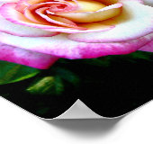 Farbige Rose Poster (Ecke)