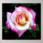 Farbige Rose Poster (Vorne)