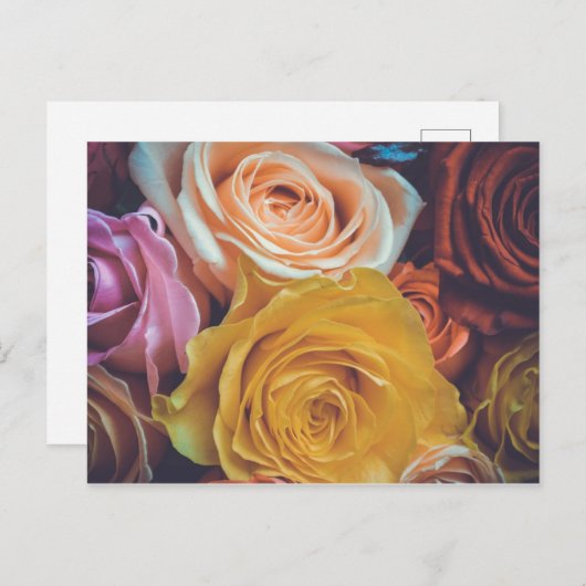 Farbige Rose Postkarte (Vorne/Hinten)