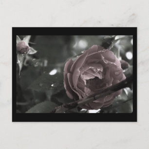 Farbige Rose & Regentropfen Digital Mini Print Postkarte