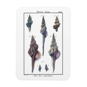 Farbige Sieben Meeresmuscheln Magnet