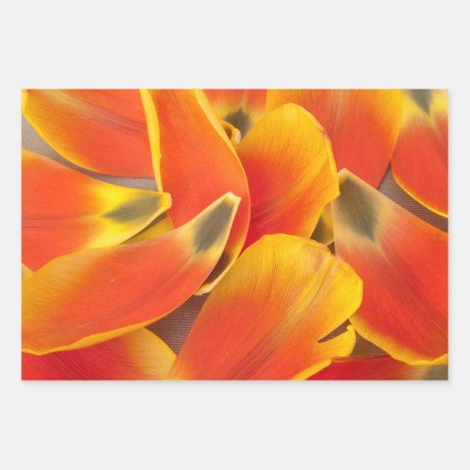 Farbige Sorte Tulip Petal Foto Jeden Anlaß Geschenkpapier Set (Vorderseite)