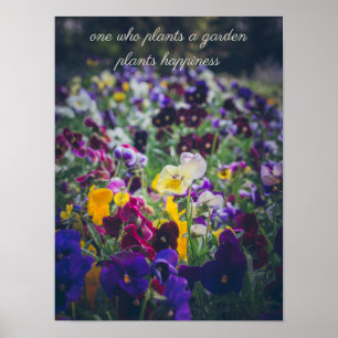Farbige Stiefmütterchen in Blüte im Landgarten Poster