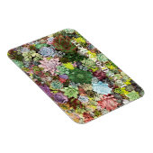 Farbige Sukkuline Magnet (Rechte Seite)