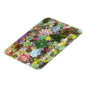 Farbige Sukkuline Magnet (Linke Seite)