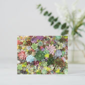 Farbige Sukkuline Postkarte (Stehend Vorderseite)