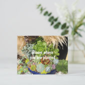 Farbige Sukkulturen mit Silbergras Postkarte (Stehend Vorderseite)