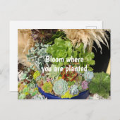 Farbige Sukkulturen mit Silbergras Postkarte (Vorne/Hinten)