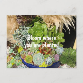 Farbige Sukkulturen mit Silbergras Postkarte