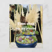 Farbige Sukkulturen mit Silbergras Postkarte (Vorderseite)