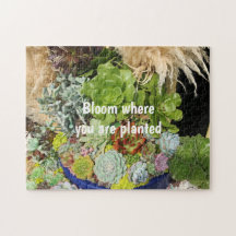 Farbige Sukkulturen mit Silbergras