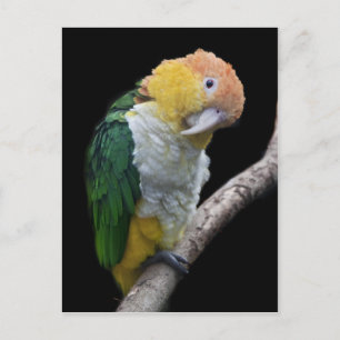 Farbige Süsse Postkarte