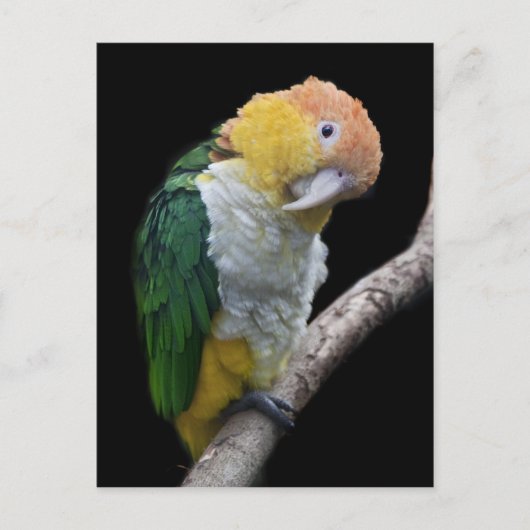 Farbige Süsse Postkarte (Vorderseite)