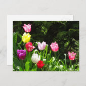 Farbige Tulips DIY Postkarte (Vorne/Hinten)