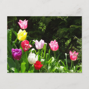 Farbige Tulips DIY Postkarte