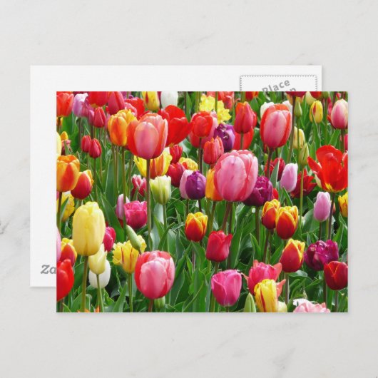 Farbige Tulips Postkarte (Vorne/Hinten)