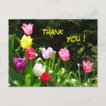Farbige Tulips Vielen Dank Postcard