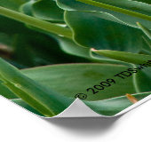 Farbige Tulissen Printwerbung Poster (Ecke)