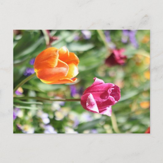 Farbige Tulpen Botanische Postkarte (Vorderseite)