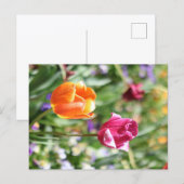 Farbige Tulpen Botanische Postkarte (Vorne/Hinten)