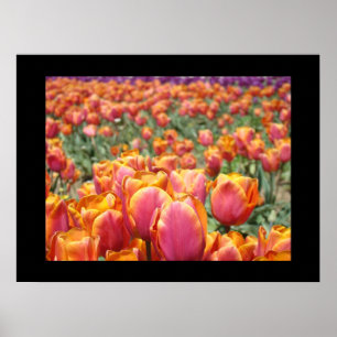 Farbige Tulpenblumen Kunst Drucke Tulpen Floral