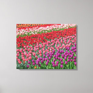 Farbige Tulpenfeld-Leinwand Leinwanddruck