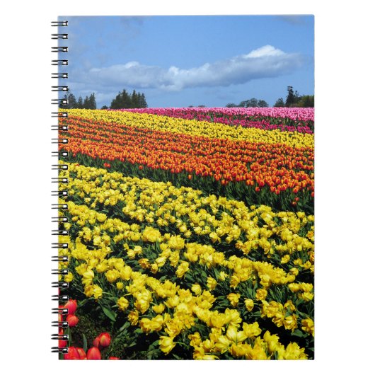 Farbige Tulpenreihen Notizblock (Vorderseite)