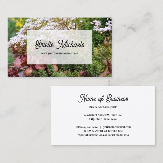 Farbige, variierte Sedum-Stonecrop-Sukkulente Visitenkarte (Vorne/Hinten)