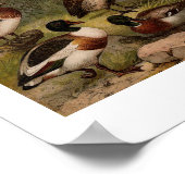 Farbige Vintage Entenmalerei Poster (Ecke)