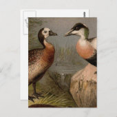 Farbige Vintage Entenmalerei Postkarte (Vorne/Hinten)
