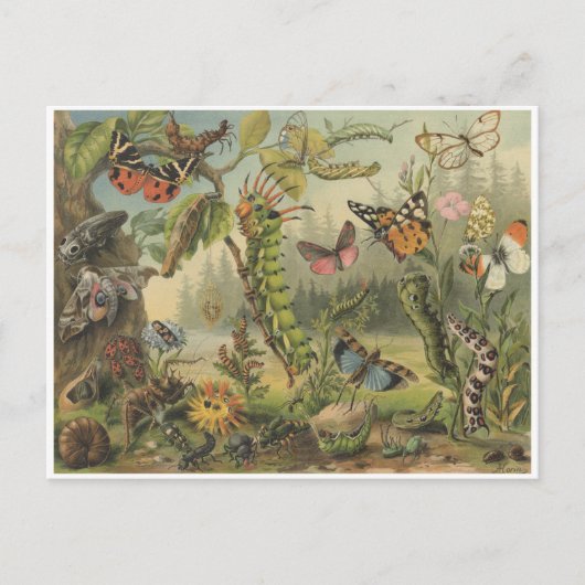 Farbige Vintage Insektendarstellung Postkarte (Vorderseite)